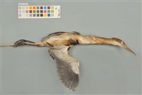 藏品(黃小鷺)的圖片